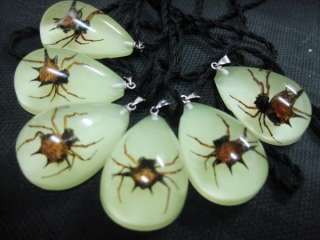 12Pcs cool real spitting spider king amber necklace F/S  