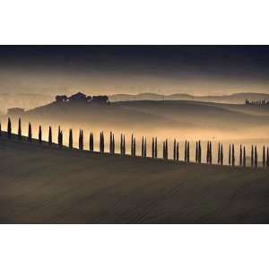  Jim Gamblin   Trees In Mist I