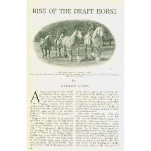  1914 Draft I Horses Iowa Agricultural College Ames 