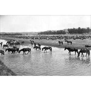   18 stock. Horses crossing the river at Round up Camp