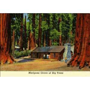  Reprint Yosemite National Park CA   Mariposa Grove of Big 