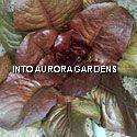 100 Red Leaf Romaine Lettuce Seeds Lechuga Silvia Rare  