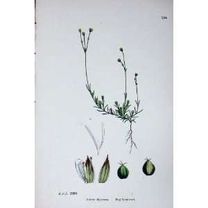  Bog Sandwort Alsine Uliginosa Botany Plants C1902
