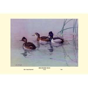  Ring Necked Duck 28x42 Giclee on Canvas