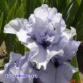 CODICIL (Innerst 85) Tall Bearded Iris, 30, blooms in Mid Season 