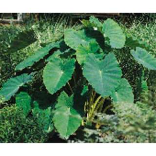 Van Zyverden Extra Large Elephant Ear Bulbs (Pack of 6) 70224 at The 