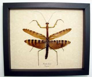 giant preying mantis from cameroon