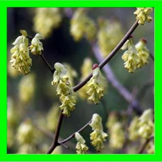 Chines. Winterhasel   Corylopsis chinensis   10 Samen  