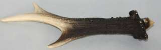 Kleines Geweih, Horn 20 cm lang in Nordrhein Westfalen   Meschede 