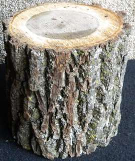   Walnut Small Log Wild Live Edge Bowl Blank Turning Wood 9419  