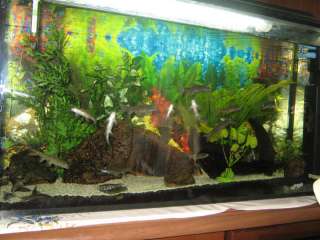 Aquarium komplett mit Garra Rufa, Doktor, Knabberfisch 12 Stk in Bad 