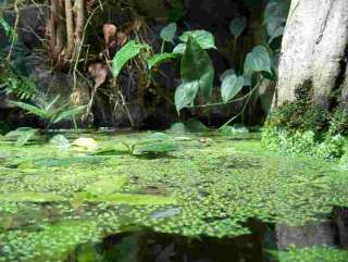 GETOPFTER FARN, PALUDARIUM, TERRARIUM, FENSTER, MOOR  