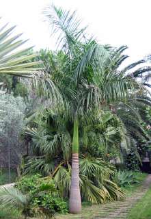   10 Graines Palmier Royal de Cuba   Roystonea Regia