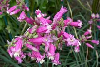 Pink Diamond Firecracker Flower 5 Bulbs  Dichelostemma  