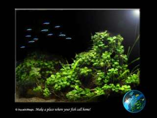   Aquarium Plants, Moss, Pots, Aquarium Fish, Prawns and Aquarium