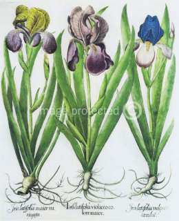 German Iris Basilius Besler Vintage Botanical Poster  