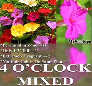   Colors Mirabillis jalapa ~ 4 OCLOCK FRAGRANT FLOWER 80 SEEDS  