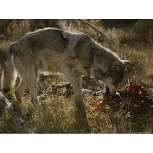  Gray Wolf Chews Part of a Deer Carcass Premium 