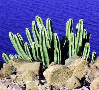 Senita Whisker Cactus 15 Seeds   Lophocereus schottii  