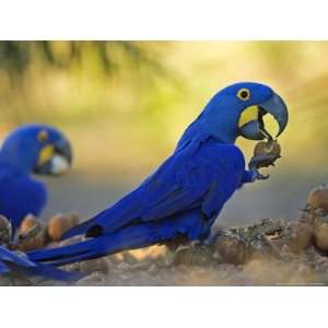 Hyacinth Macaws, Parrots Eating Brazil Nuts, Brazil Photographic 