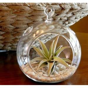  Air Plant Harrisii Bromeliads Kit with White Pebbles Great 