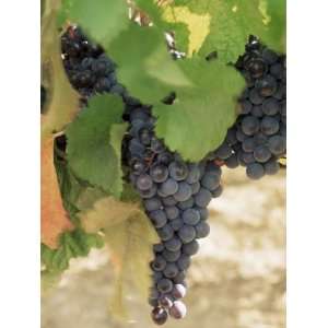  Cabernet Sauvignon Grapes, Pauillac, Medoc, Aquitaine 
