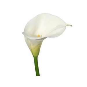    Standard White Premium Calla Lily   25 Stems Arts, Crafts & Sewing