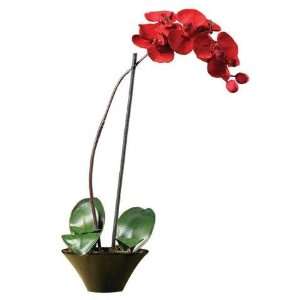  Holiday Phalaenopsis Orchid Arrangement Electronics