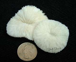 CRAFT SHELLS   6 Tiny White Mushroom Coral 1 1/4 1 1/2   FREE ship 