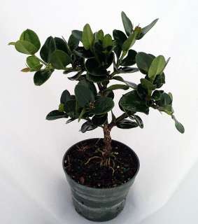 Natal Plum Pre Bonsai Tree   Carissa grandifolia   4 Pot  