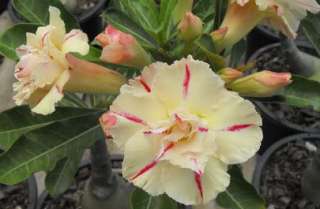 Adenium Obesum Desert RoseYellow siam1Grafted Plant  
