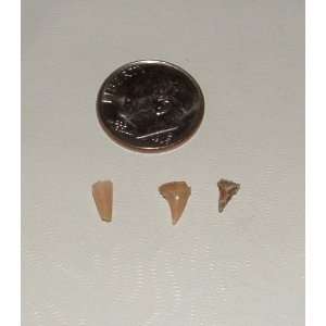  Sharks Teeth From Crater Of Diamonds State Park, Arkansas 