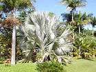 20 LIVE SEEDS Scheffers Clumping Palm Ptychosperma schefferi Elegant 