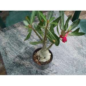  1 Desert Rose Live Plant Red or Pink Surprise Patio, Lawn 