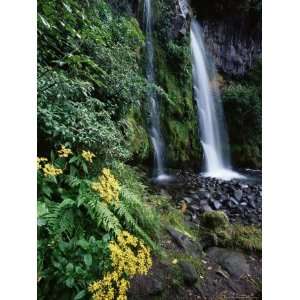  Dawson Falls, Egmont National Park, Taranaki, North Island 