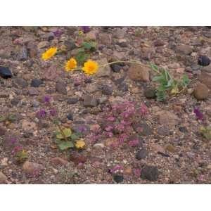  Desert Gold Wildflowers and Purplemat, Death Valley 