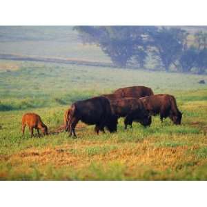  Bison at Neil Smith National Wildlife Refuge, Iowa, USA 