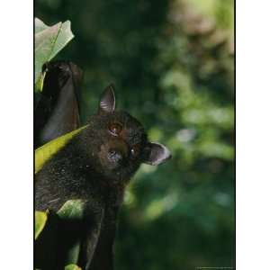 A Captive Juvenile Black Flying Fox Looks Straight at the 