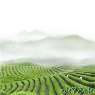 High Mountain Organic Ecological Autumn Tea AnXi Tie Guan Yin Oolong 