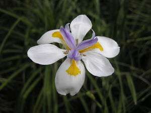   AFRICAN IRIS, perennial flower, FORTNIGHT LILY, 40 seeds GroCo  