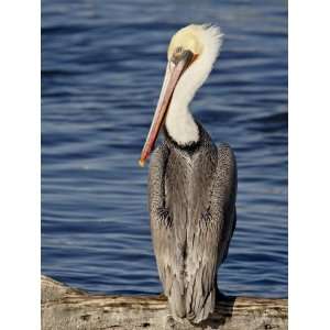 American White Pelican, Sonny Bono Salton Sea National Wildlife Refuge 