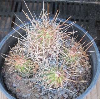 Echinocereus enneacanthus Cold Hardy Clumping Hedgehog Cactus Texas 18 