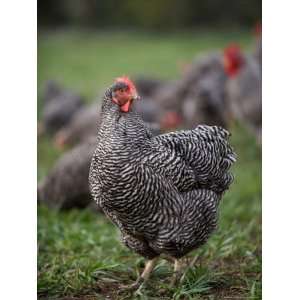  A Barred Plymouth Rock Chicken Free Ranging at a Farm in 