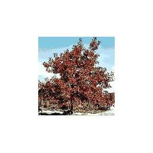  Southern (Red) Oak Tree, 30 40 Inch Patio, Lawn & Garden