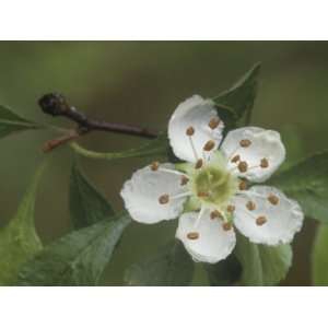  Hawthorn or Yellow Haw Flower (Crataegus Flava), Southern 