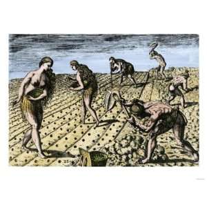 Native Americans Using Fishbone Hoes to Plant Maize and Beans, Florida 