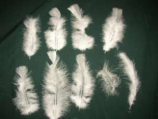 Snow White Turkey Feathers 100 3 5 filler for Ostrich  