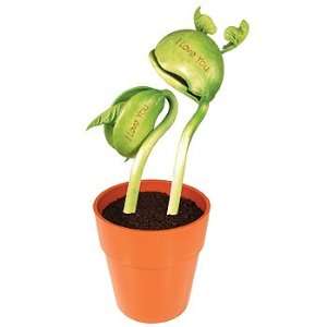   Bean Sprout Valentine Plants, Two Beans per Pot Patio, Lawn & Garden