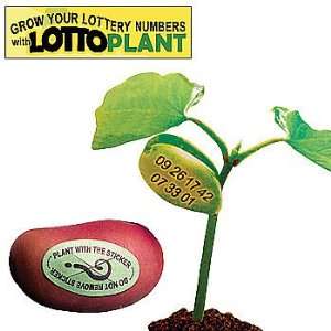  Lottery Number Lotto Plant (Set of 3 Beans)   Easy to Grow 