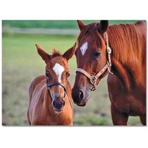   Pack MELISSA & DOUG MARE & FOAL PUZZLE 60 PIECES 